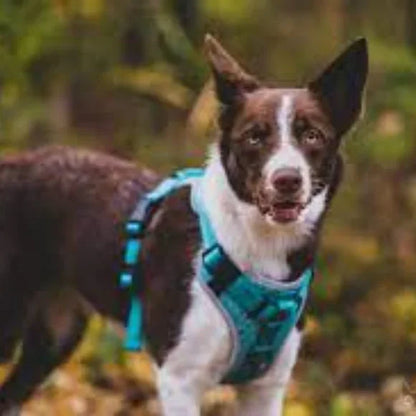 Embark Sports Dog harness - Blue. Perfect comfort for your dog